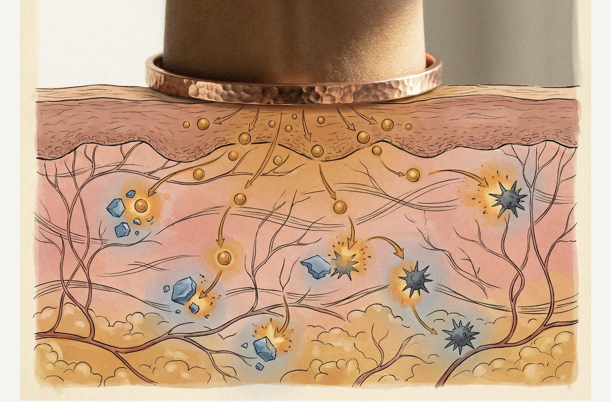 Illustration : absorption transdermique du cuivre à travers la peau